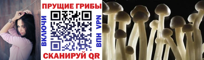 Галлюциногенные грибы Psilocybine cubensis  дарнет шоп  Абдулино 